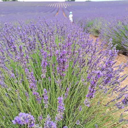 En Provence 